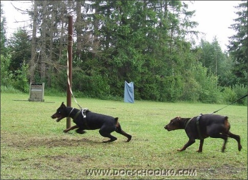 Summer training camp in Estonia 2007